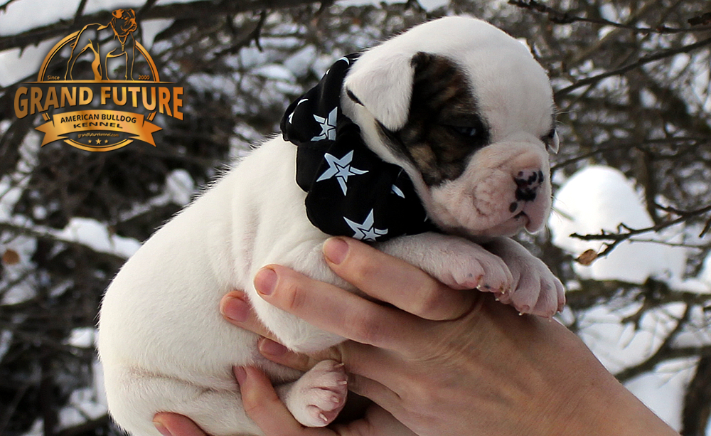 American Bulldog - GRAND FUTURE INNUENDO