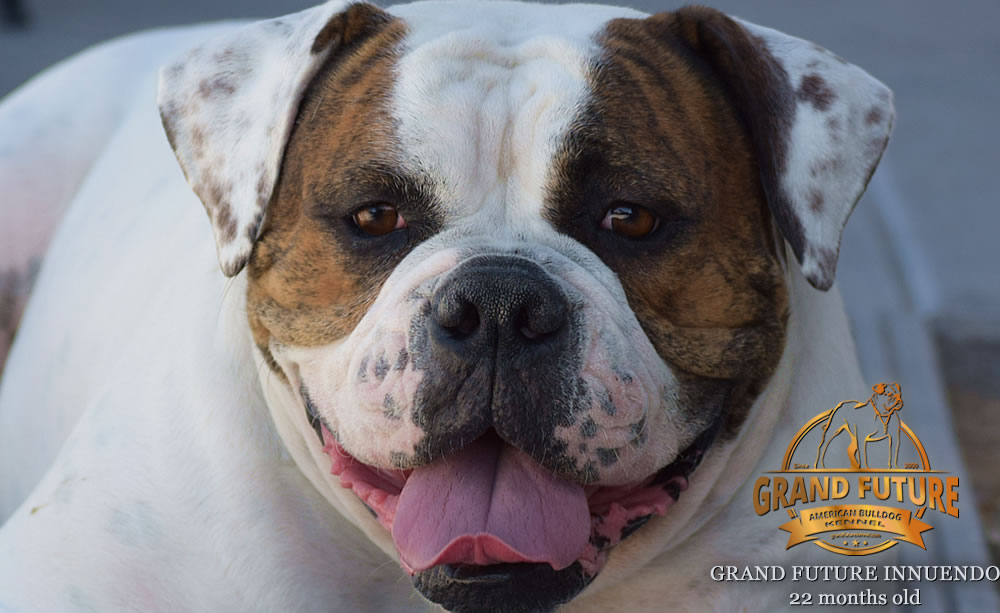 American Bulldog - GRAND FUTURE INNUENDO