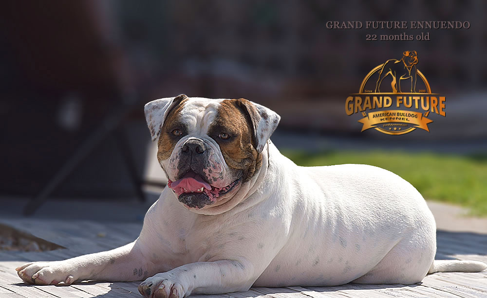 American Bulldog - GRAND FUTURE INNUENDO