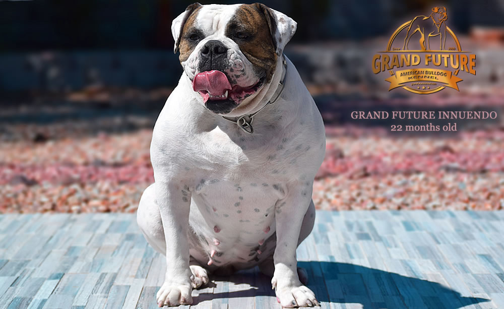 American Bulldog - GRAND FUTURE INNUENDO