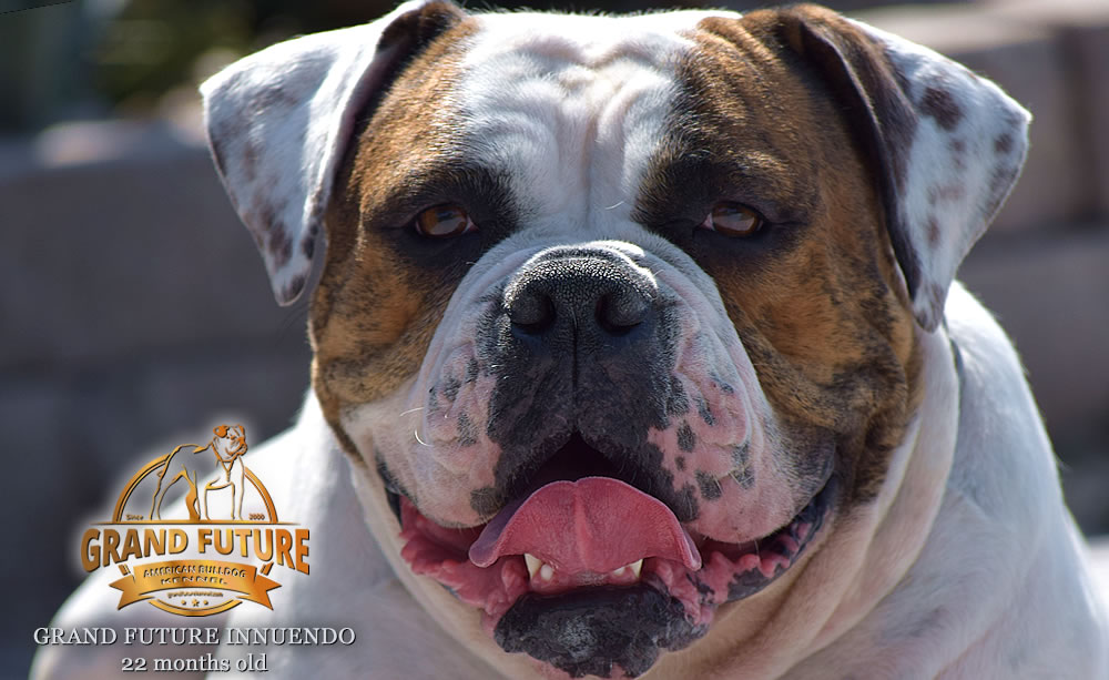 American Bulldog - GRAND FUTURE INNUENDO