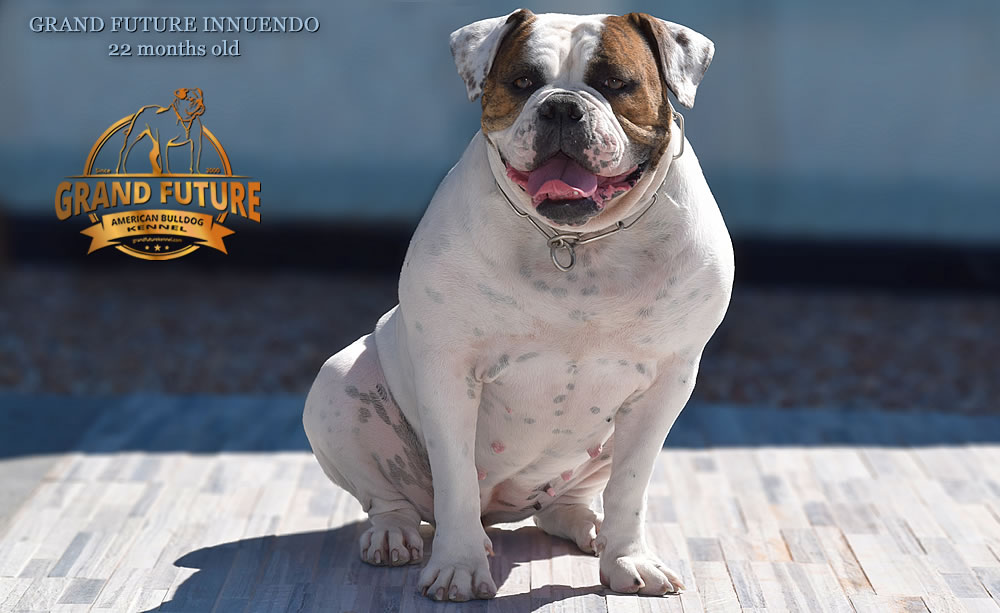 American Bulldog - GRAND FUTURE INNUENDO