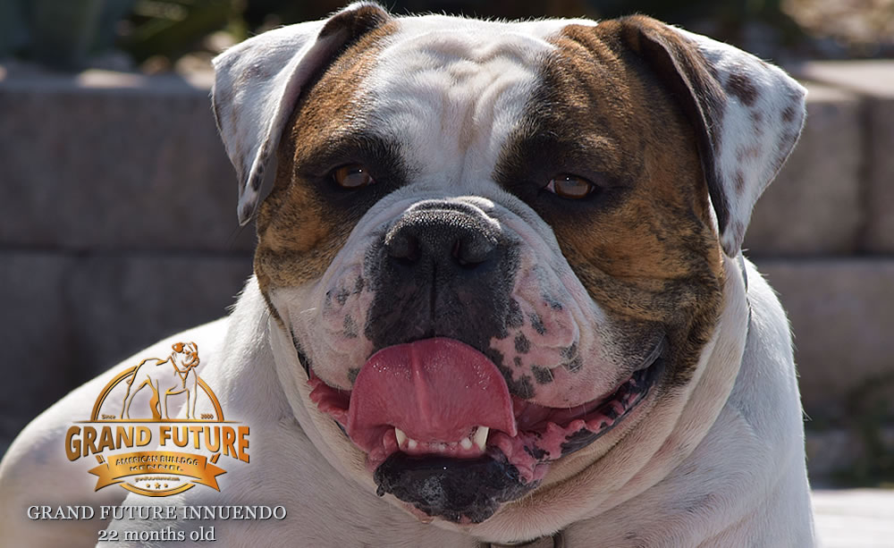 American Bulldog - GRAND FUTURE INNUENDO