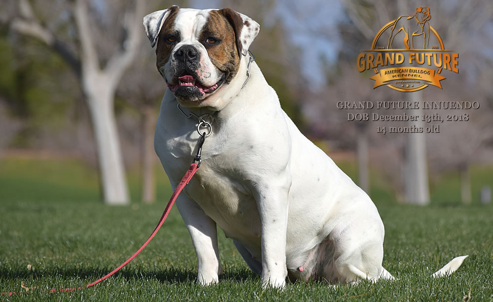 American Bulldog - GRAND FUTURE INNUENDO