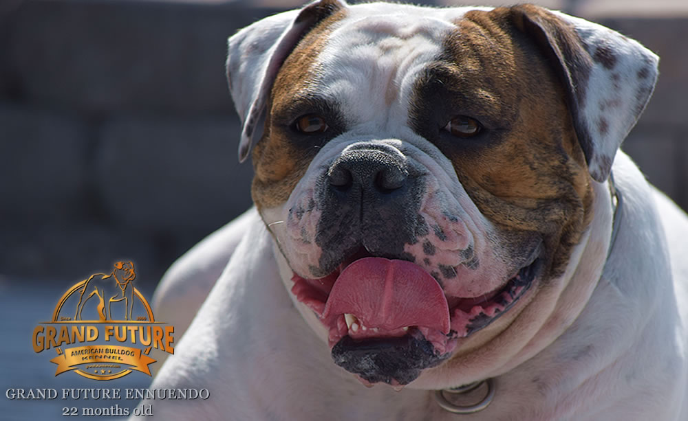 American Bulldog - GRAND FUTURE INNUENDO