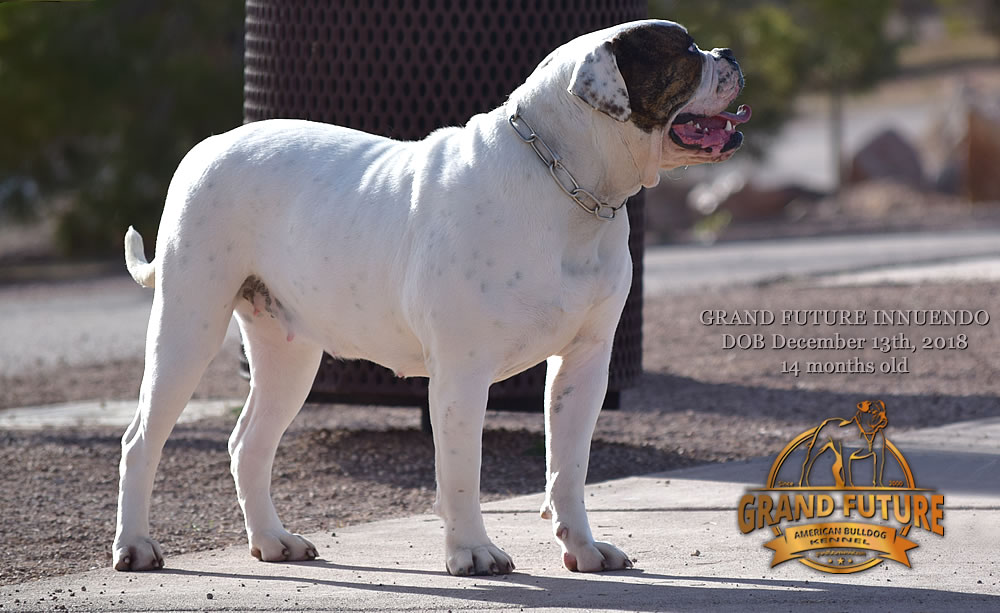 American Bulldog - GRAND FUTURE INNUENDO