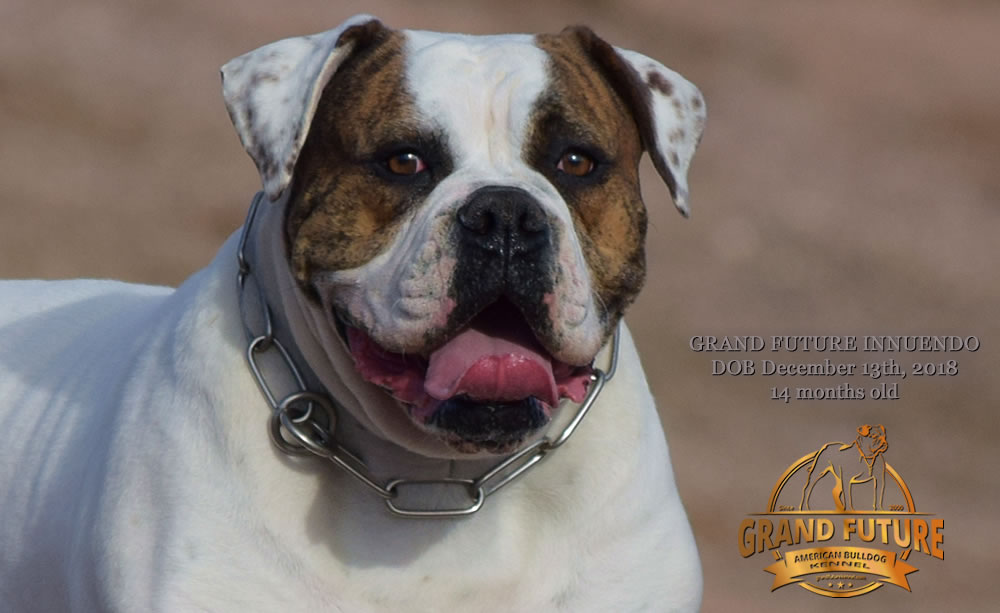 American Bulldog - GRAND FUTURE INNUENDO