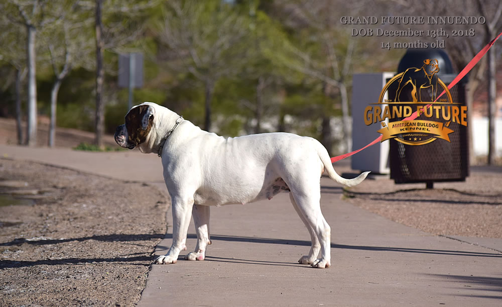 American Bulldog - GRAND FUTURE INNUENDO