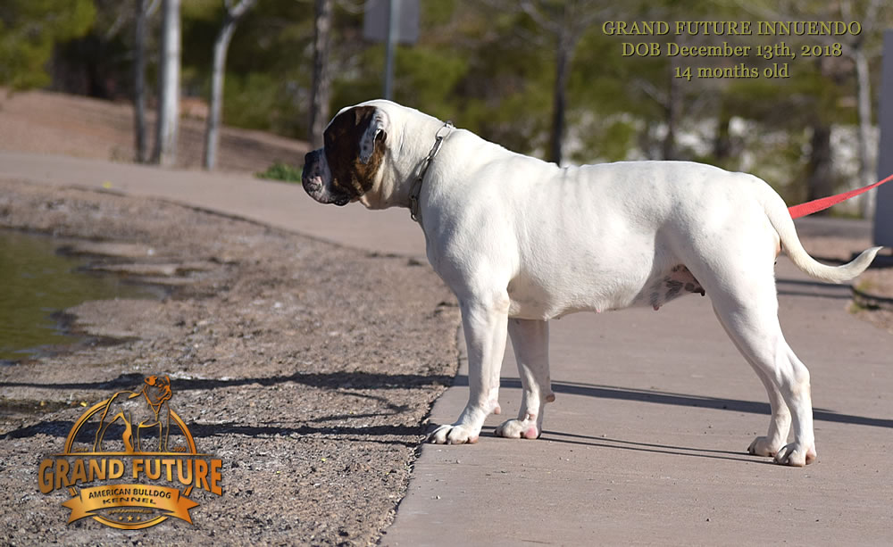 American Bulldog - GRAND FUTURE INNUENDO