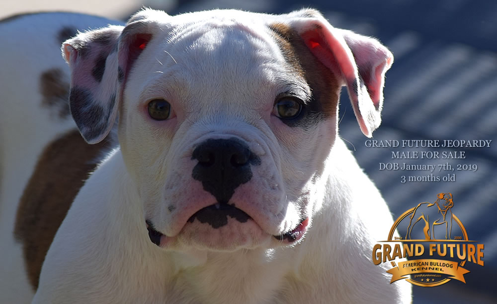 American Bulldog - GRAND FUTURE JEOPARDY