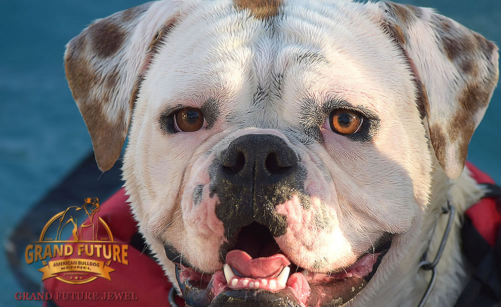 American Bulldog - GRAND FUTURE JEWEL