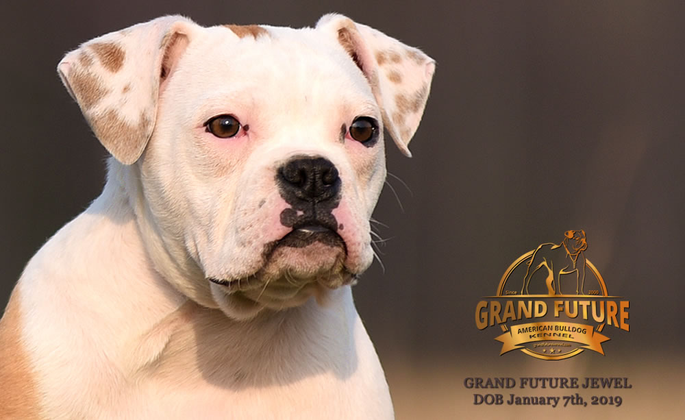 American Bulldog - GRAND FUTURE JEWEL