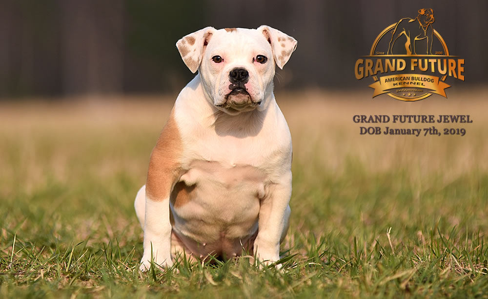 American Bulldog - GRAND FUTURE JEWEL