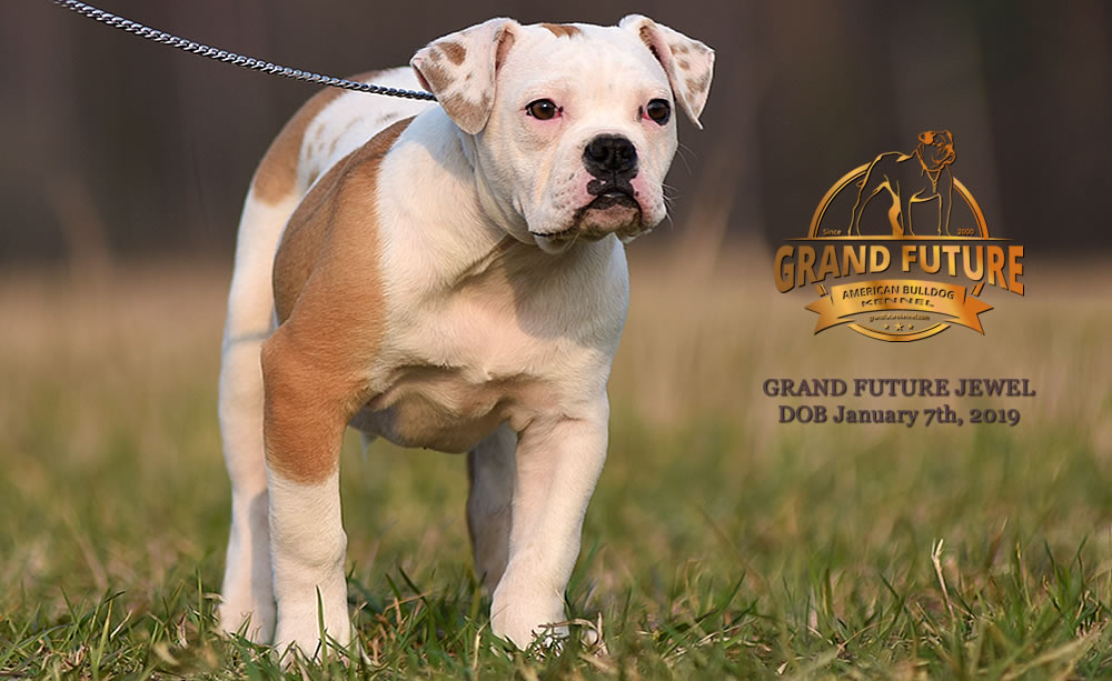 American Bulldog - GRAND FUTURE JEWEL