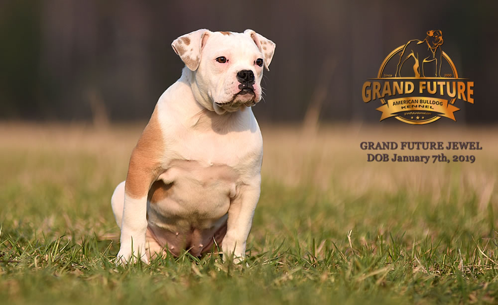 American Bulldog - GRAND FUTURE JEWEL