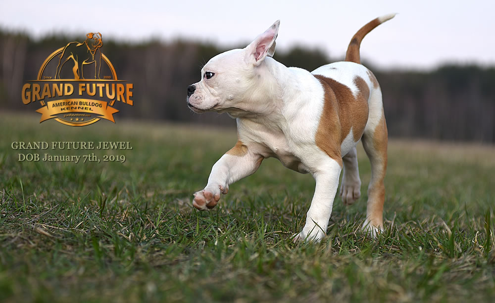 American Bulldog - GRAND FUTURE JEWEL