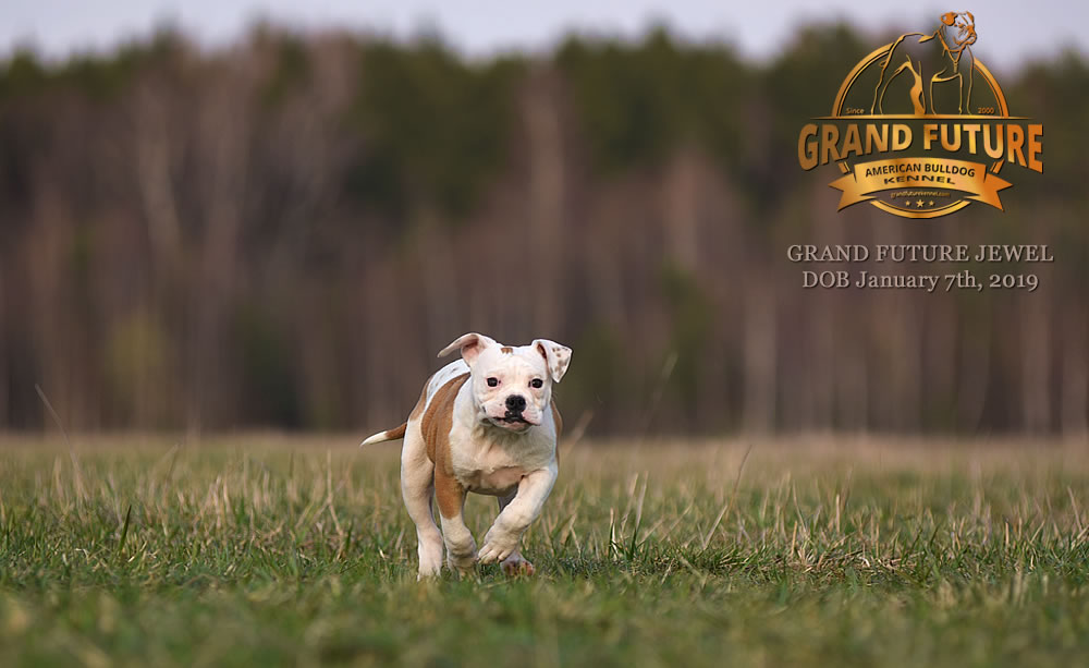 American Bulldog - GRAND FUTURE JEWEL