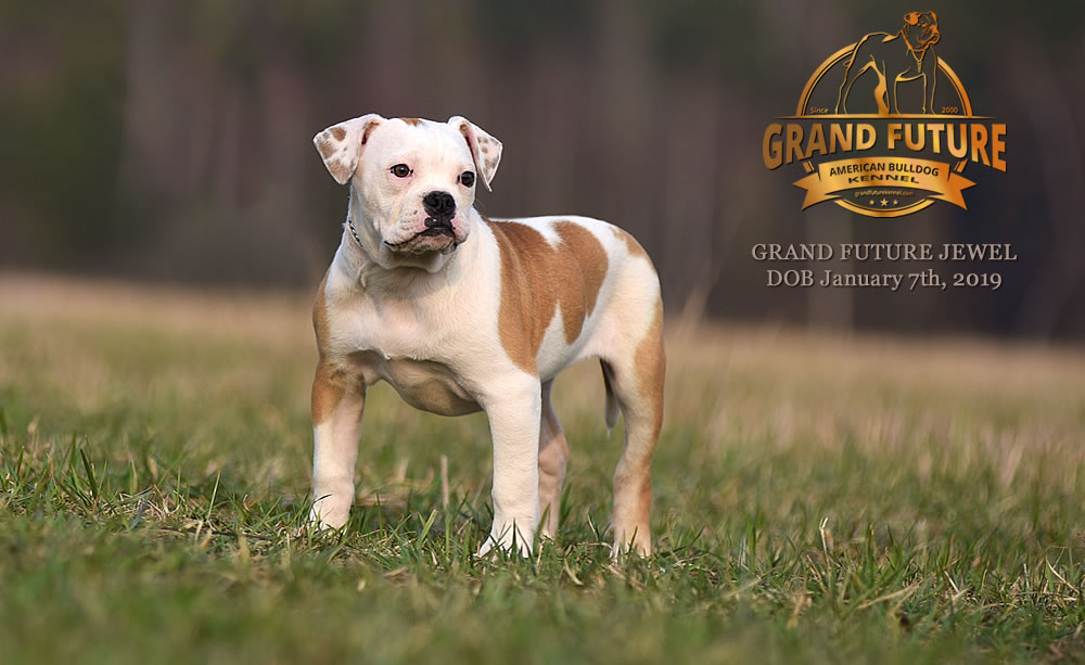 American Bulldog - GRAND FUTURE JEWEL