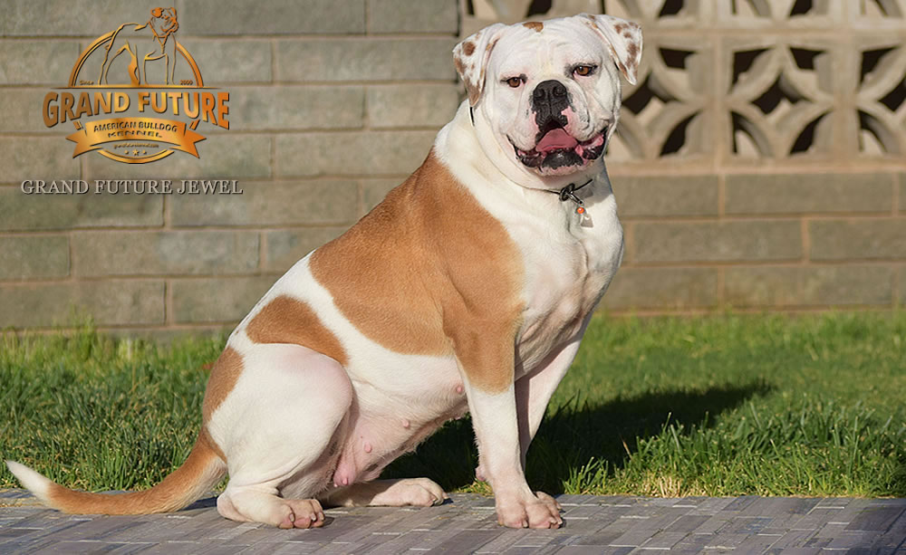 American Bulldog - GRAND FUTURE JEWEL