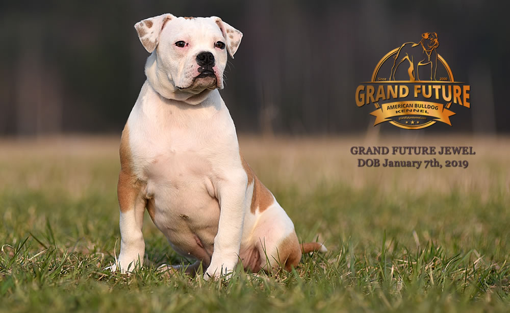 American Bulldog - GRAND FUTURE JEWEL