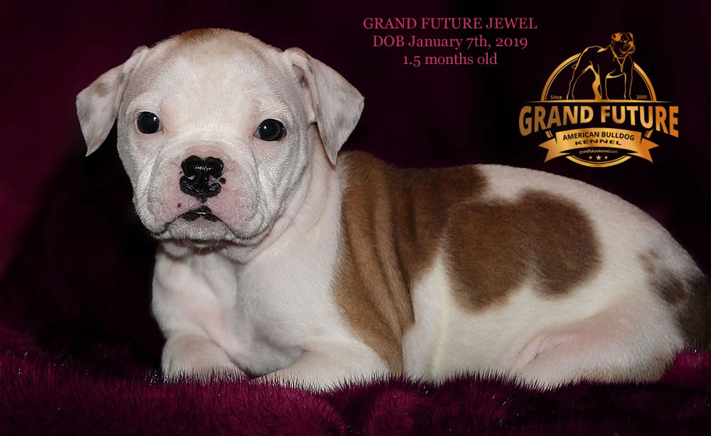 American Bulldog - GRAND FUTURE JEWEL