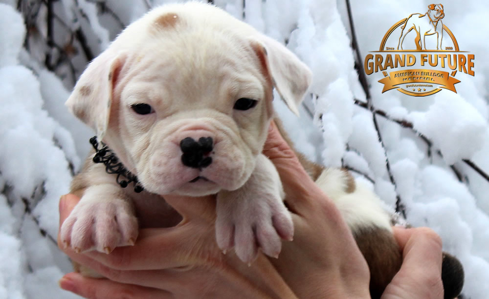 American Bulldog - GRAND FUTURE JEWEL