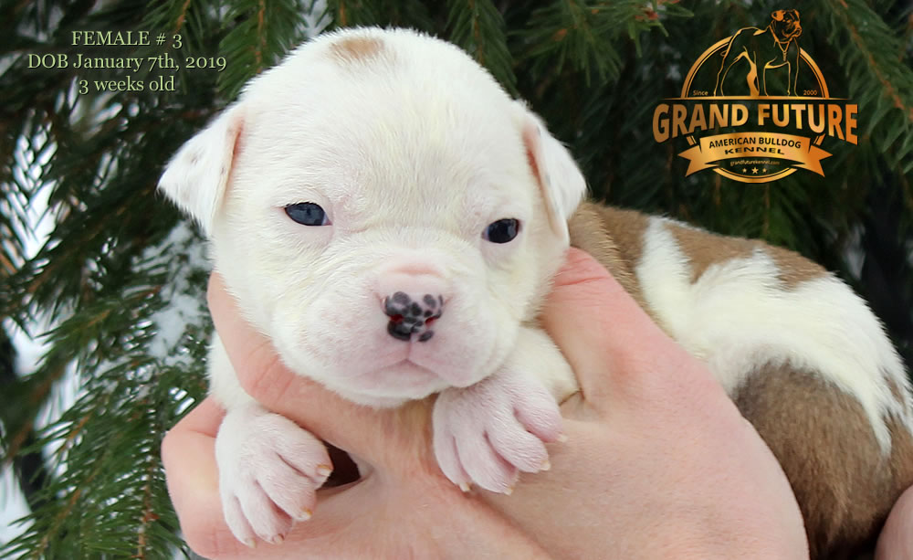 American Bulldog - GRAND FUTURE JEWEL