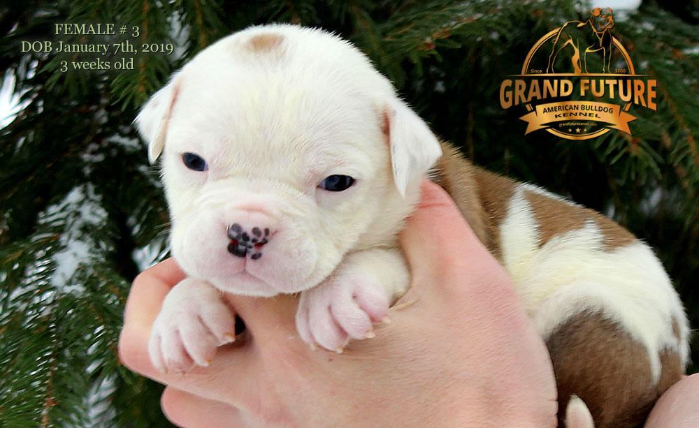 American Bulldog - GRAND FUTURE JEWEL