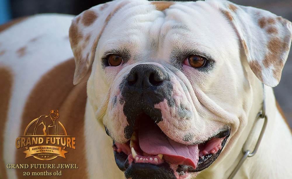 American Bulldog - Grand Future Jewel