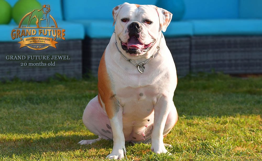 American Bulldog - Grand Future Jewel