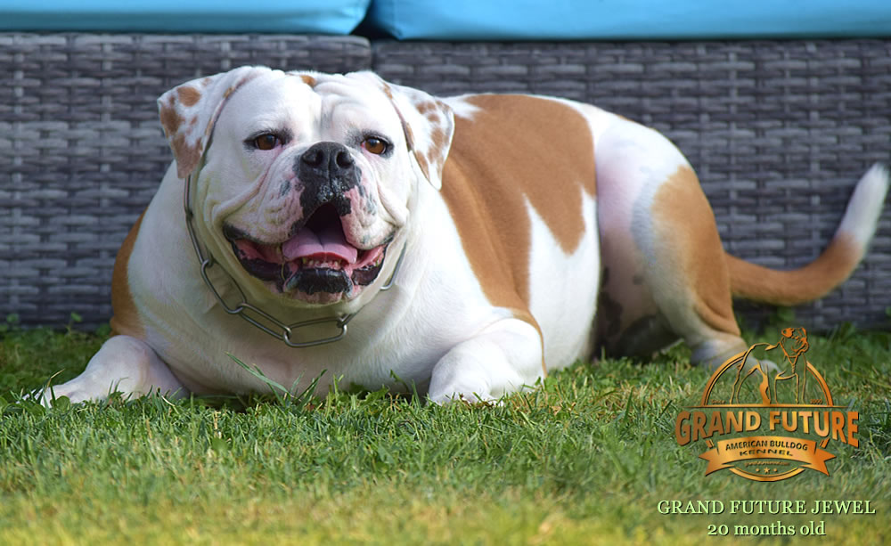 American Bulldog - Grand Future Jewel