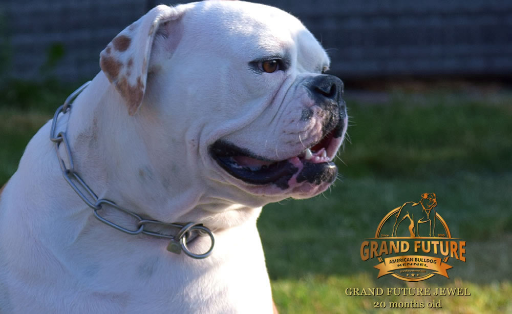 American Bulldog - Grand Future Jewel