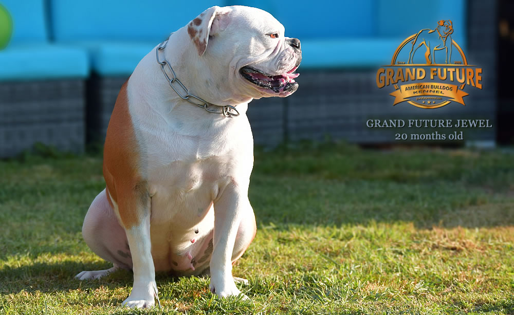 American Bulldog - Grand Future Jewel
