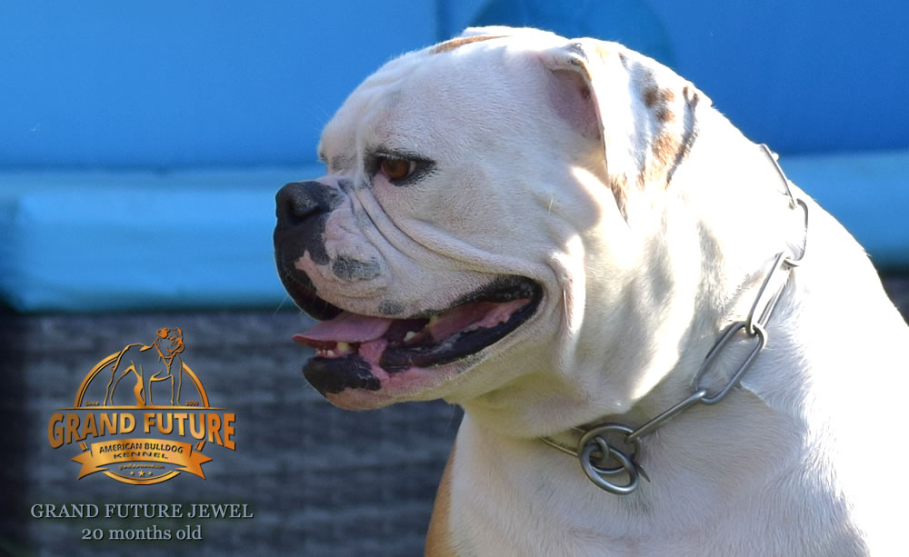 American Bulldog - Grand Future Jewel