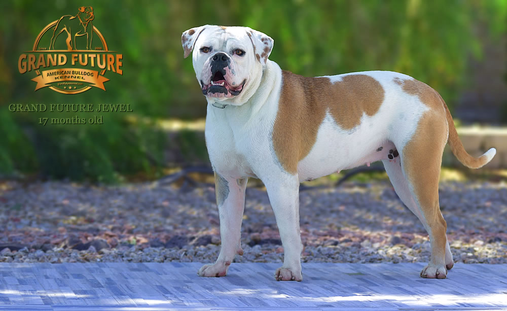 American Bulldog - Grand Future Jewel