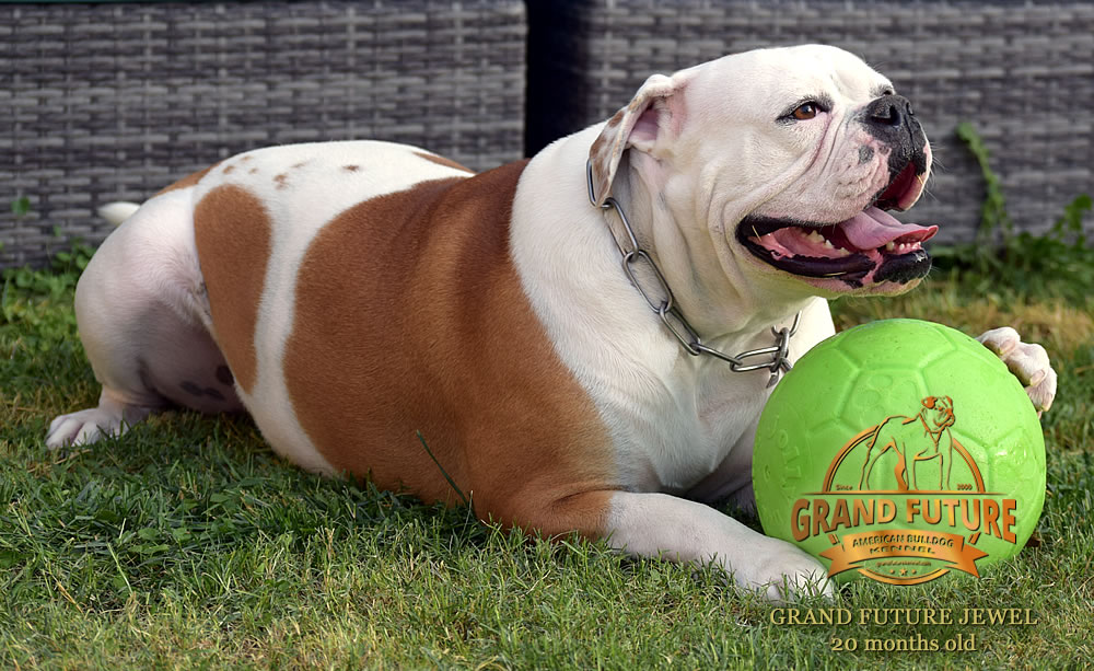 American Bulldog - Grand Future Jewel