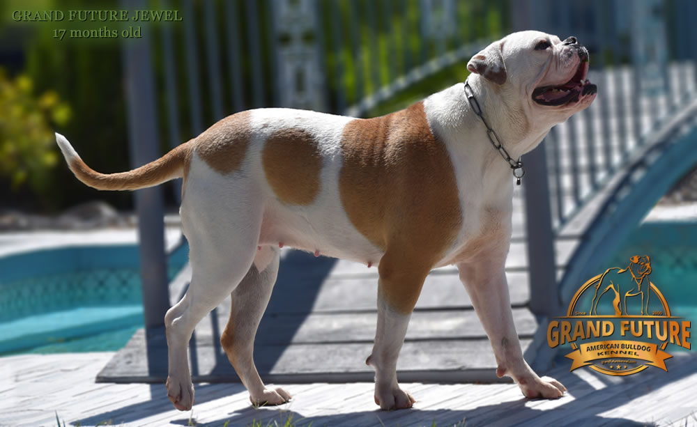 American Bulldog - Grand Future Jewel