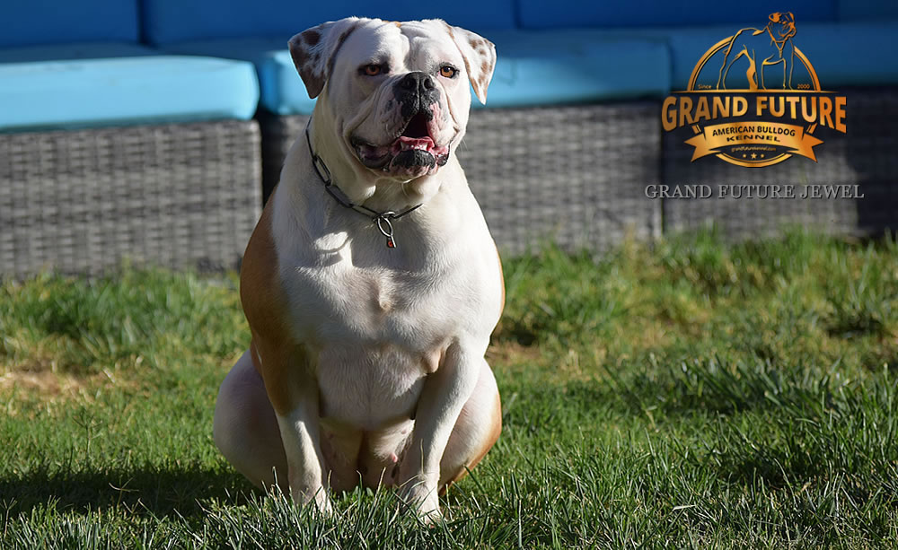 American Bulldog - GRAND FUTURE JEWEL