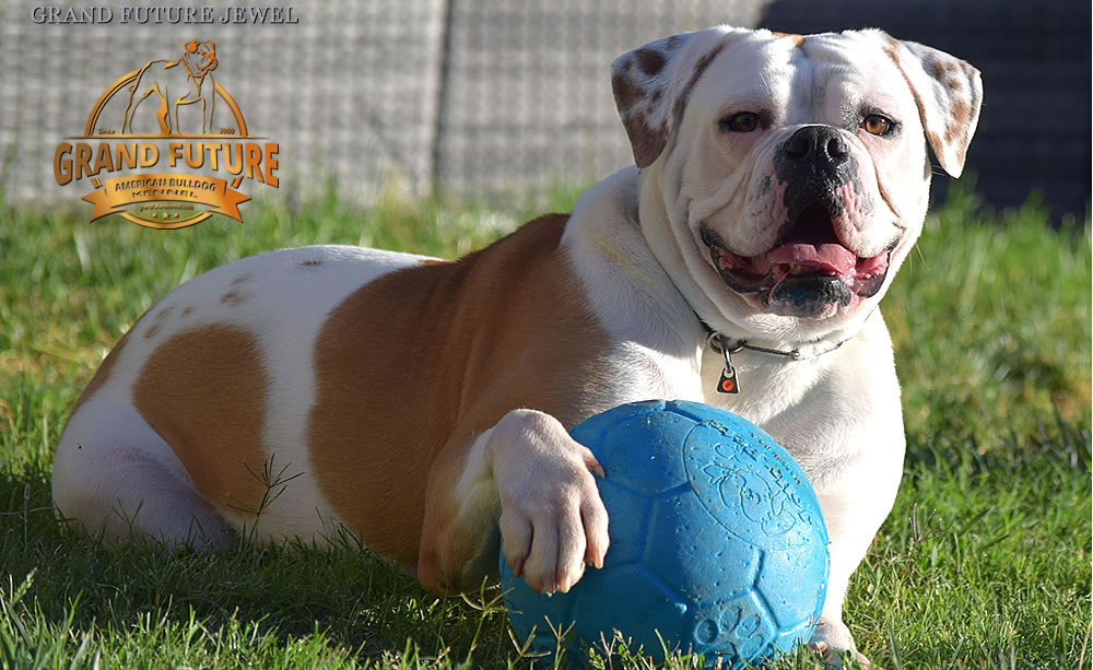 American Bulldog - GRAND FUTURE JEWEL