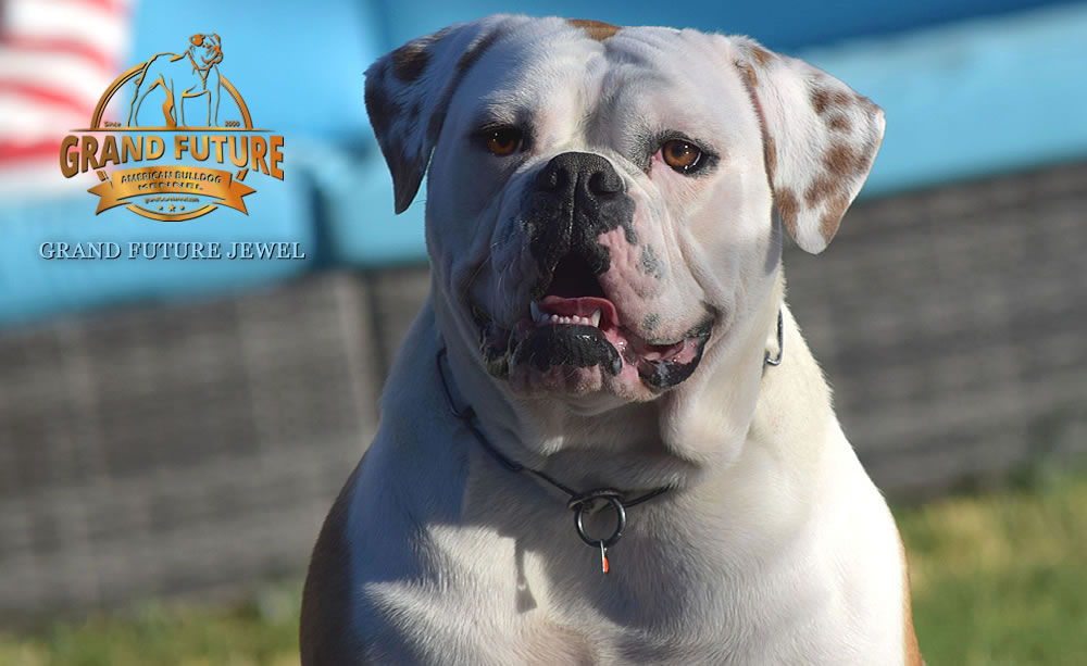 American Bulldog - GRAND FUTURE JEWEL