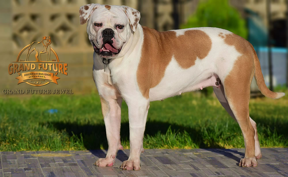 American Bulldog - GRAND FUTURE JEWEL