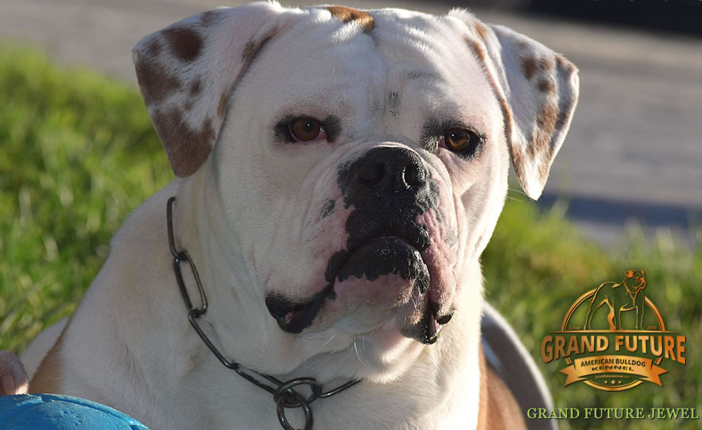 American Bulldog - GRAND FUTURE JEWEL