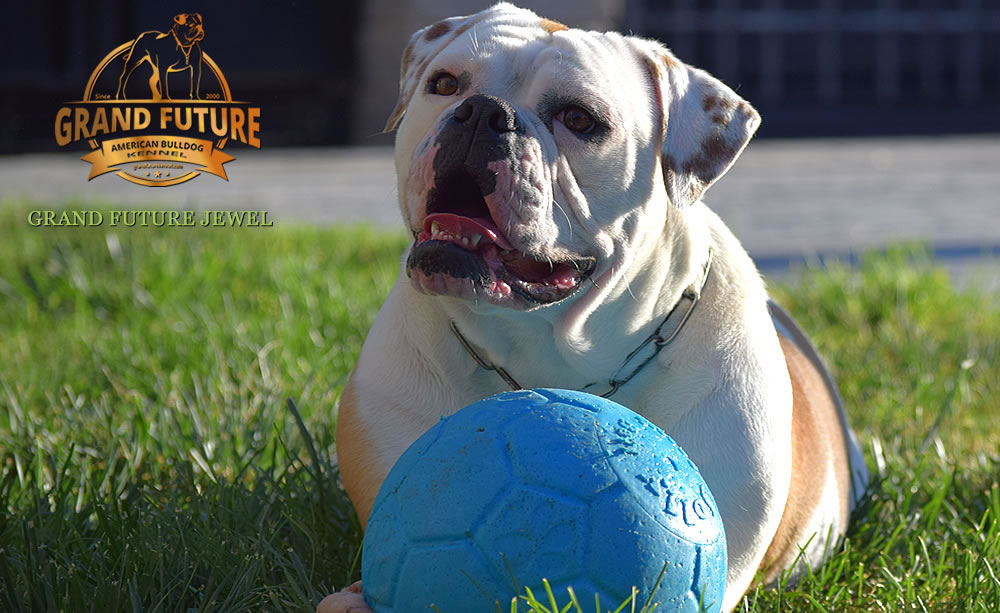 American Bulldog - GRAND FUTURE JEWEL