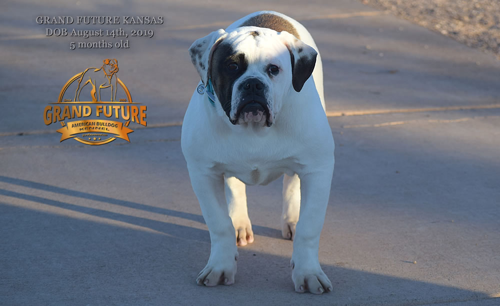 American Bulldog Stud - GRAND FUTURE KANSAS