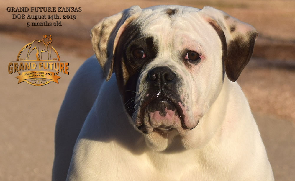 American Bulldog Stud - GRAND FUTURE KANSAS