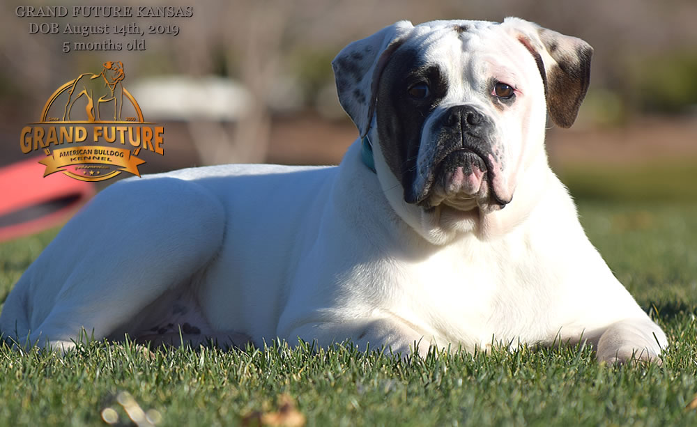 American Bulldog Stud - GRAND FUTURE KANSAS