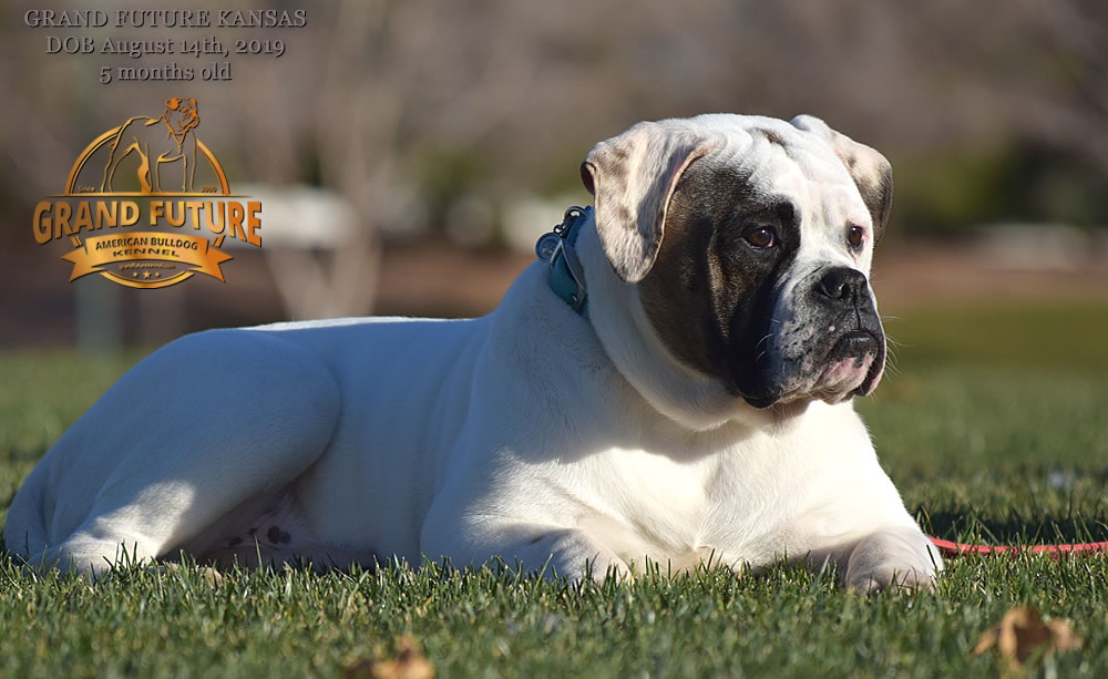 American Bulldog Stud - GRAND FUTURE KANSAS