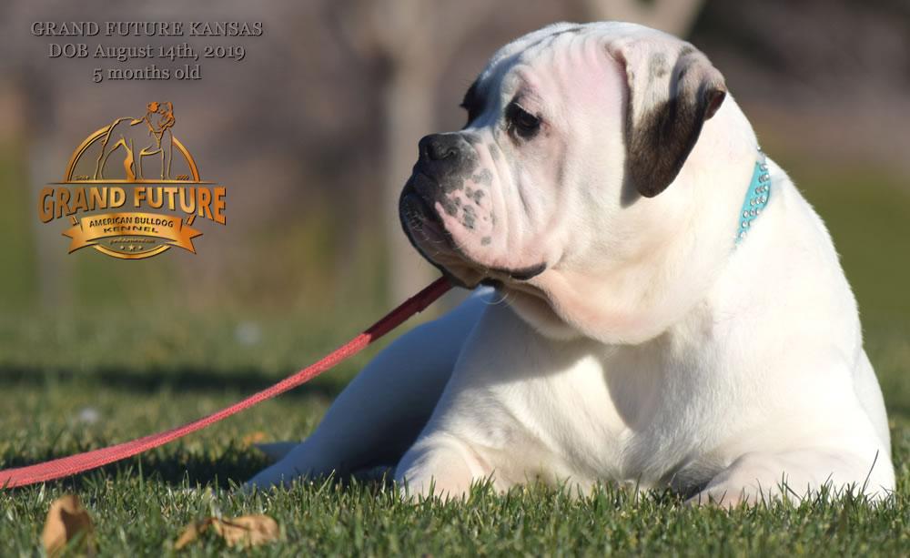 American Bulldog Stud - GRAND FUTURE KANSAS