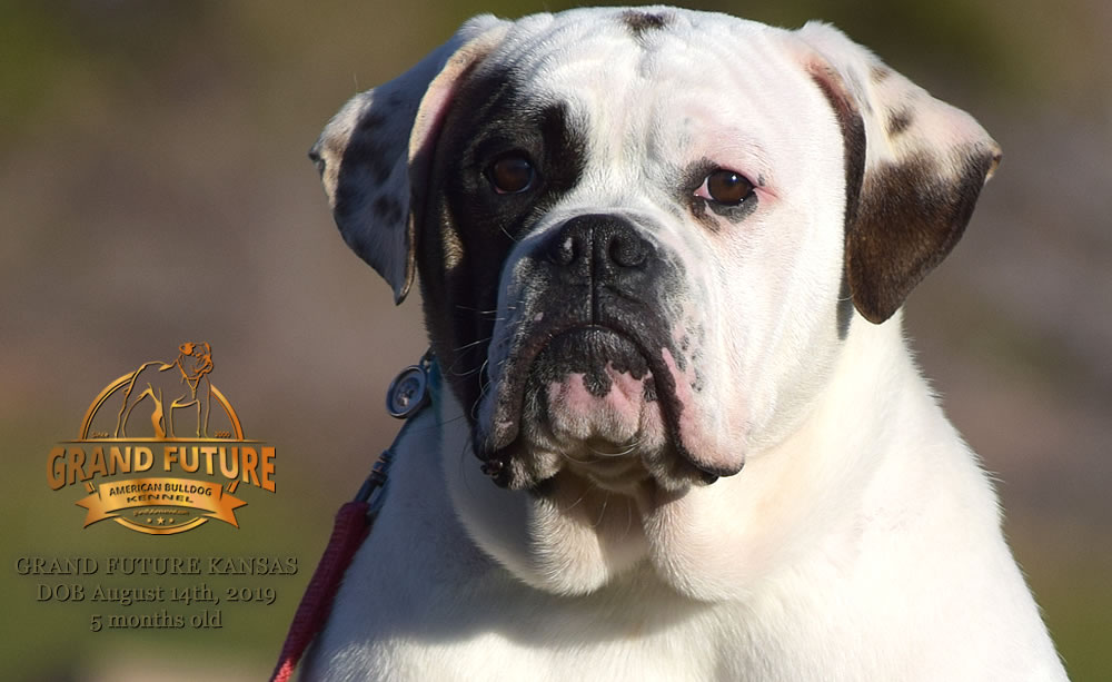 American Bulldog Stud - GRAND FUTURE KANSAS