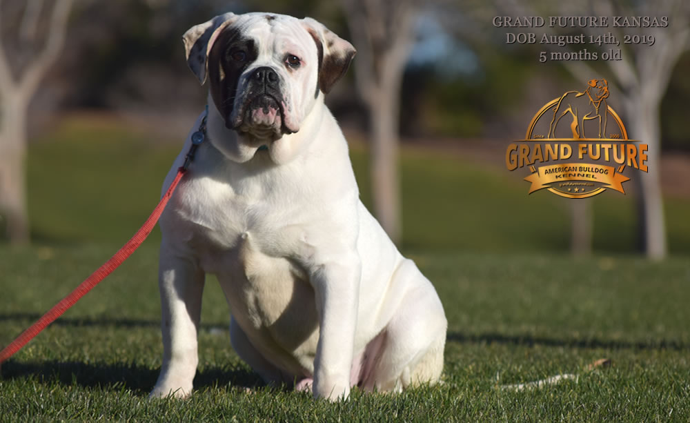 American Bulldog Stud - GRAND FUTURE KANSAS